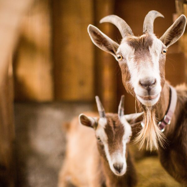 A brown and white mother and baby goats inside a barn