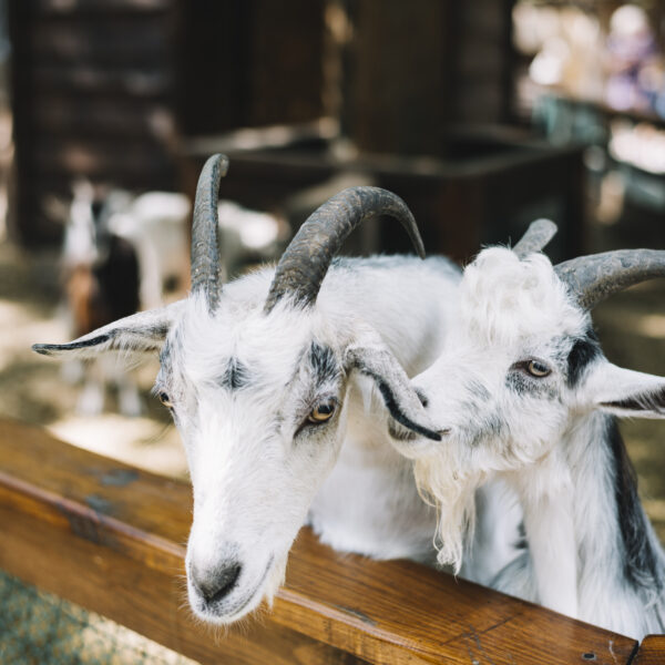 close-up-domesticated-white-goats