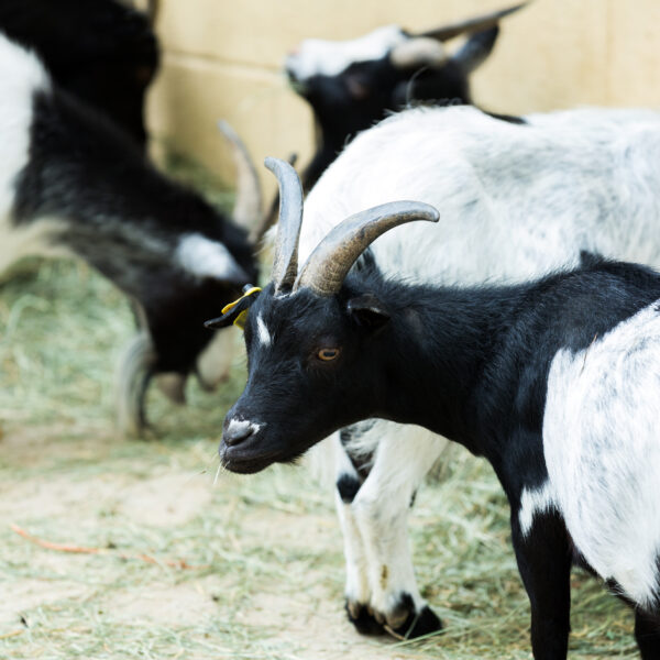 goats standing at the farm