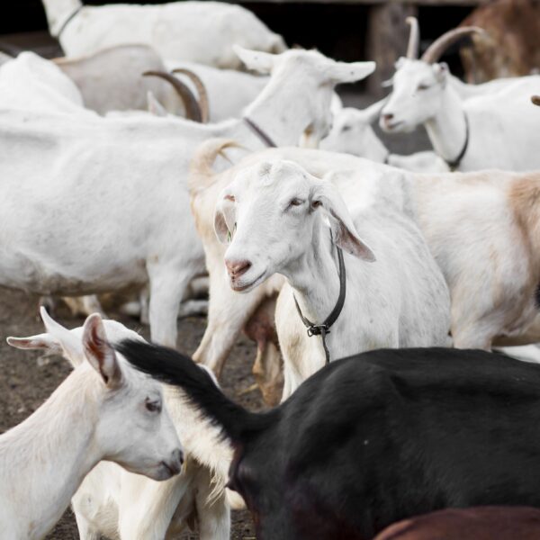 high-angle-farm-with-goats