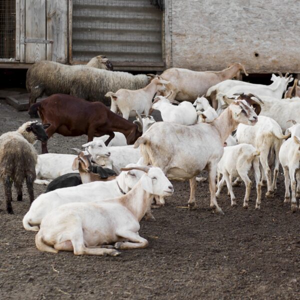 high-angle-goats-farm
