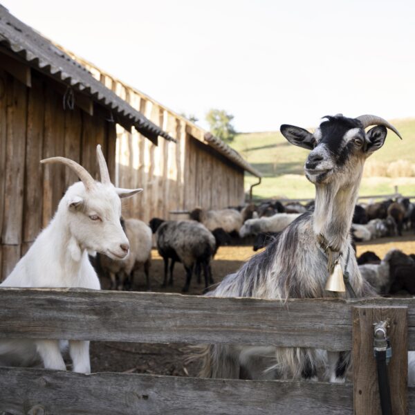 rural-lifestyle-concept-with-goats